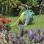 Garden Watering