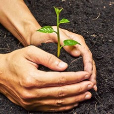 Plant & Lawn Care