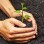 Plant & Lawn Care