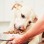 Pet Care