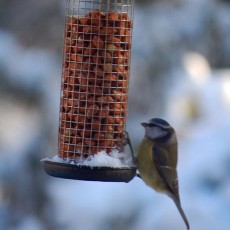 Wild Bird Care