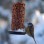 Wild Bird Care