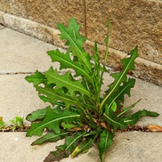Weed & Pest Control