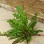 Weed & Pest Control