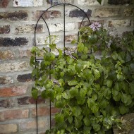 Tom Chambers Flora Metal Trellis