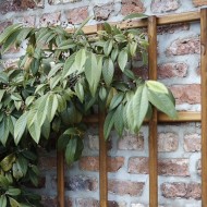 Tom Chambers Prestige Wooden Trellis