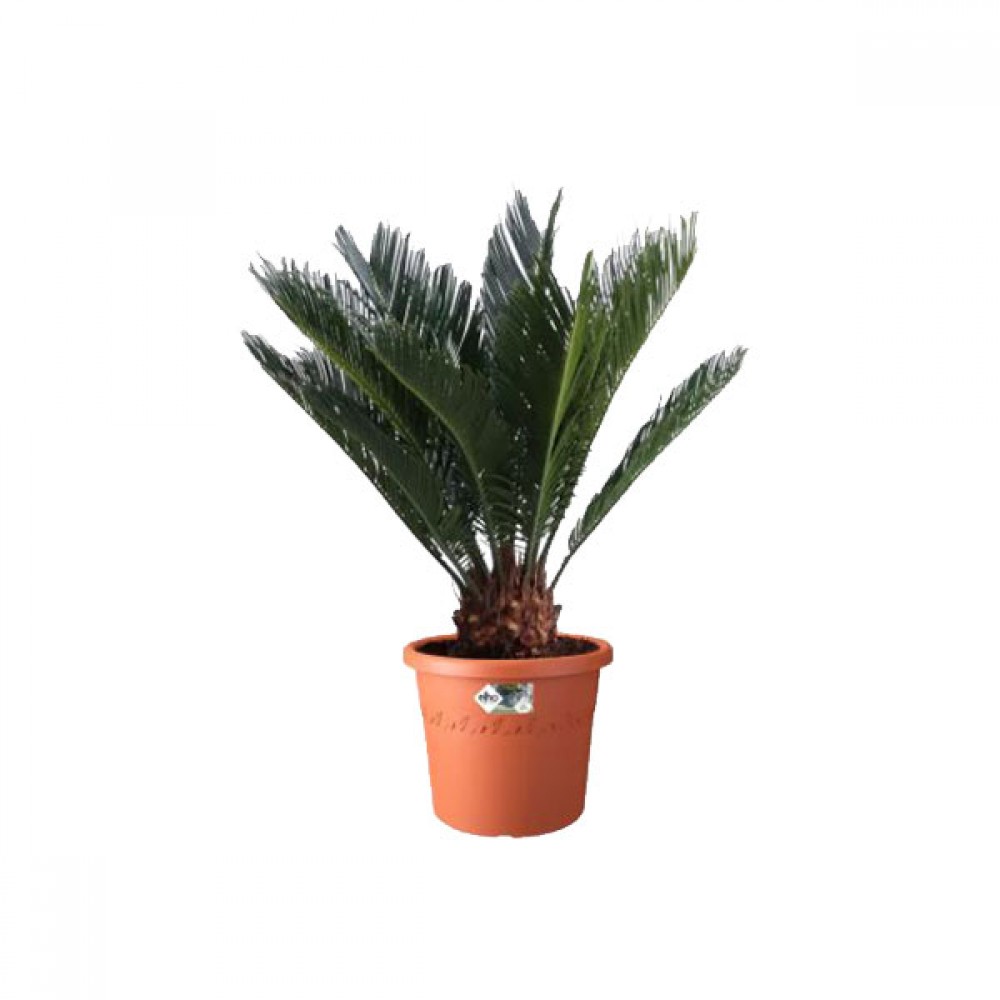 Elho Algarve Cilindro | Various Colours & Sizes