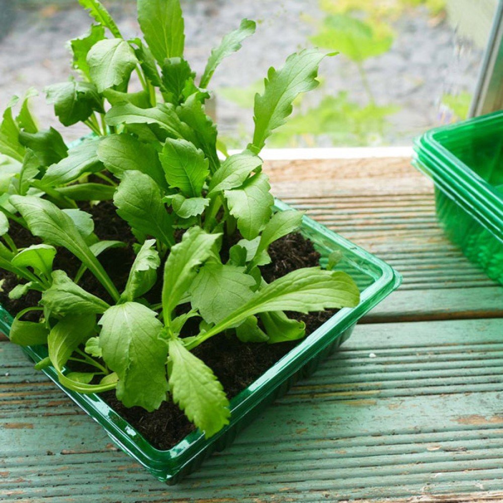 Gro-Sure Visiroot Seed Tray | Pack of 4 | 70200202