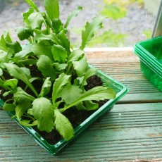 Gro-Sure Visiroot Seed Tray | Pack of 4 | 70200202