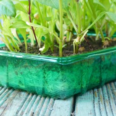 Gro-Sure Visiroot Seed Tray | Pack of 4 | 70200202