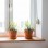 Window Board
