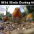 Nourishing Irish Wild Birds During the Chilly Months