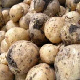 Homeguard Potatoes