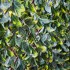 Wonderwall Laurel Leaf Trellis | 1 x 2m