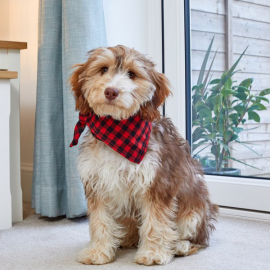 Red Check Beau Bandana - L/xl | 8003029