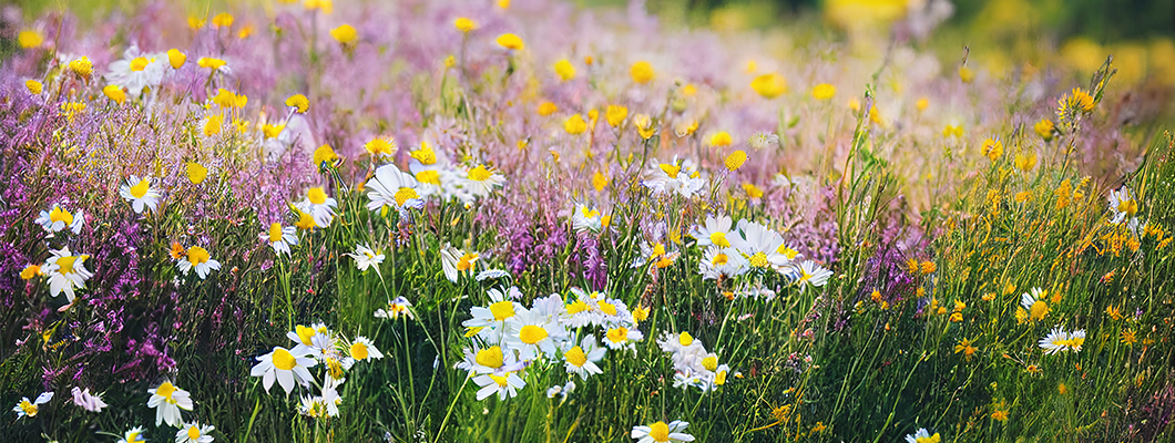 Embrace Nature's Beauty: Creating a Wildflower Meadow in Your Garden