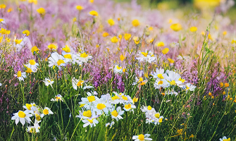 Embrace Nature's Beauty: Creating a Wildflower Meadow in Your Garden