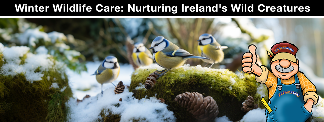 Winter Wildlife Care: Nurturing Ireland's Wild Creatures