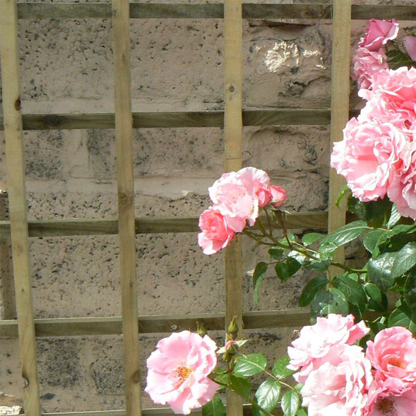 Sheerans Fence Trellis | Various Sizes