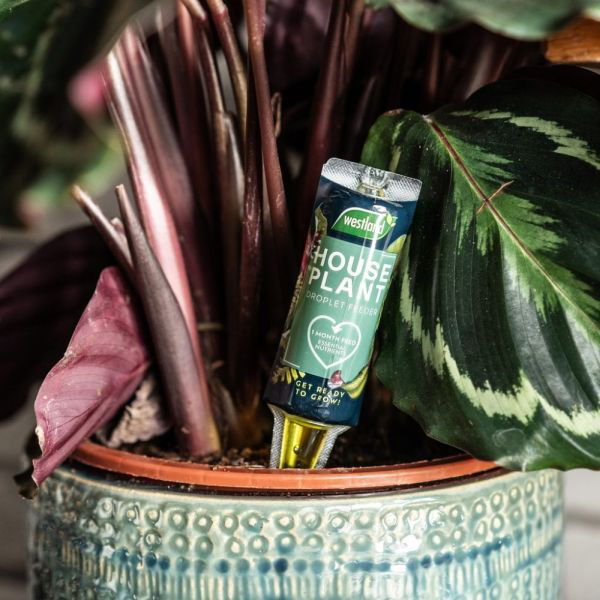 Westland Houseplant Droplet Feeder 40ml 6pk Multi